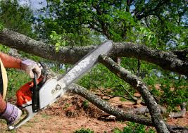 How Our Tree Care Process Works  in  Ventress, LA